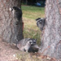 Racoons